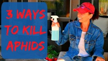VIDEO: Aphids Control Spray & Aphids Control Methods – The Aphids On My Plants In My Vegetable Garden