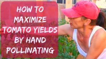 VIDEO: How To Pollinate Tomatoes – By Hand, Self & Cross Pollination – Q Tip Method – Arizona Garden