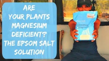 VIDEO: Epsom Salt for Plants – Tomatoes, Peppers & Hibiscus – Magnesium Deficienci in Plants