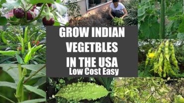 VIDEO: How to grow Indian Vegetables in USA STEP BY STEP EASY LOW COST Ideas Video Episode Bhavna’s Kitchen