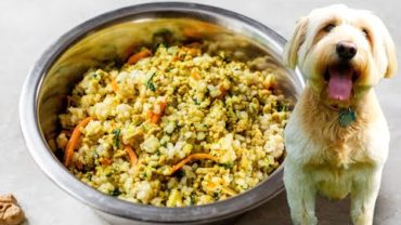VIDEO: HOMEMADE DOG FOOD | healthy dog food recipe