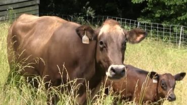 VIDEO: Cows are Brought to the Farm
