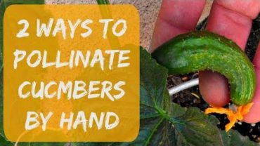 VIDEO: Pollinating Cucumbers By Hand – Growing Cucumbers in Arizona 2017