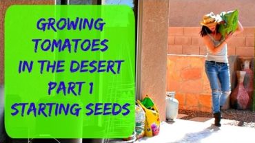 VIDEO: Growing Tomatoes In Arizona – Planting Tomato Seeds – Watering, Fertilizing & Sunlight