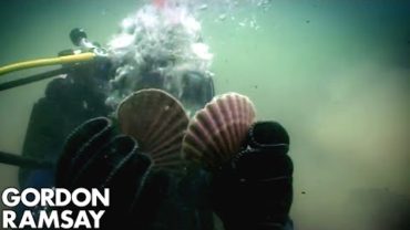 VIDEO: Hand-Diving for Scallops | Gordon Ramsay
