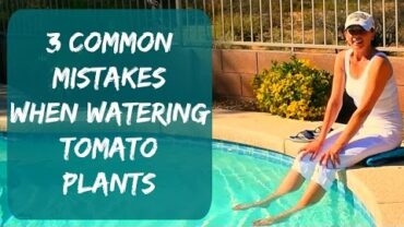 VIDEO: Watering Tomato Plants & Signs Of Overwatering – How To Water Tomatoes & Container Plants in Arizona