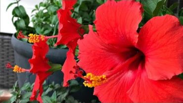 VIDEO: FOUR TIPS ON HIBISCUS TREE CARE – MY PERSONAL EXPERIENCE – SIMPLE