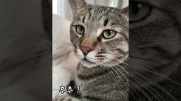 VIDEO: 이름 부르면 대답하는 🐈❤️‍(A cat that answers when you call a name)