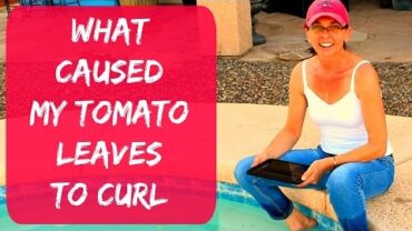VIDEO: Tomato Leaf Curl  – Tomato Leaf Problems – Extreme Arizona Heat Curled My Tomato Leaves
