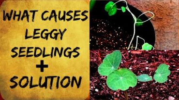 VIDEO: Leggy Seedlings – Tall & Spindly – Cause & Solution – Organic Gardening Tips