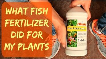 VIDEO: UPDATE – Alaska Liquid Organic Fish Fertilizer For Plants & Vegetables – When & How – Plant Results