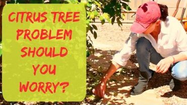 VIDEO: Citrus Tree Problems – Citrus Fruit and Blossom Drop