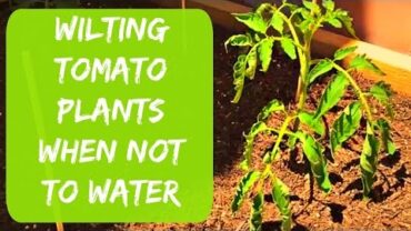 VIDEO: Growing Tomatoes and Peppers in Arizona – When NOT to Water Wilting Plants – Organic Gardening Tips