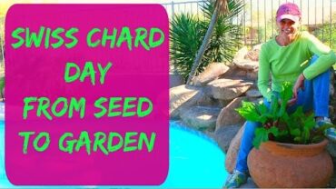 VIDEO: How To Grow Swiss Chard From Seed In Arizona – Start To Finish