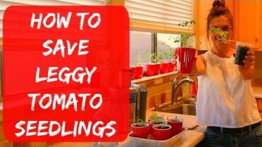 VIDEO: Leggy Tomato Seedlings Grown From Seed Indoors – What To Do & How To Fix – Problems & Solution