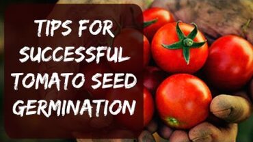VIDEO: How To Plant Tomato Seeds Indoors – Tips For Fast Growth – Start Your Own Vegetable Garden