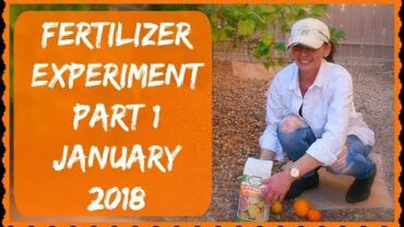 VIDEO: Citrus Tree Fertilizer – Part 1 Of Many – Grapefruit & Orange Tree Care