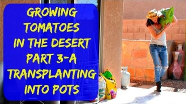 VIDEO: Planting Tomatoes In Containers – Growing Tomatoes In Pots In Arizona