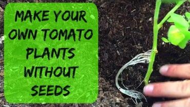 VIDEO: How To Clone Tomato Plants – How To Root & Grow Tomatos From Cuttings (Suckers) In Water