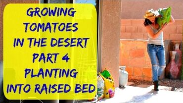 VIDEO: Planting Tomatoes Into Raised Bed Garden In Arizona & My Mother’s Day Gift Ideas
