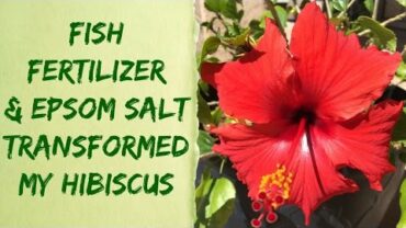 VIDEO: Liquid Alaska Organic Fish Fertilizer & Epsom Salt Plant Results – Organic Gardening Tips