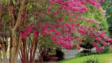 VIDEO: How To Prune Crepe Myrtles | Southern Living