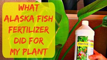 VIDEO: Liquid Alaska Organic Fish Fertilizer For Plants – New Leaf Grew 3 Times Bigger – Gardening Tips