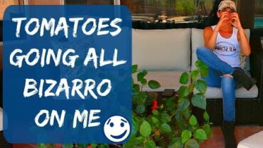 VIDEO: Weird, Strange & Unusual Tomato Shapes Growing In My Garden