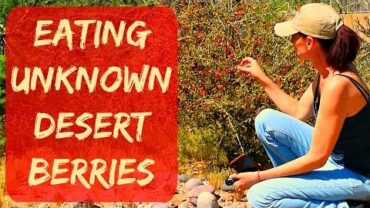 VIDEO: Eatable Desert Plants in Arizona – Goji Berries in Arizona (wolf berries) – Taste Test