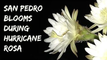 VIDEO: San Pedro Flowers & Hurricane Rosa