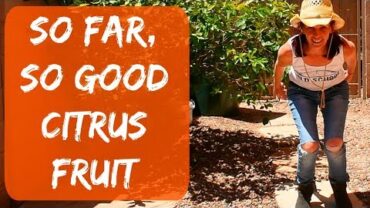 VIDEO: Orange & Grapefruit Tree Update – Citrus Tree Problems. Are The Blossoms and Fruit Dropping