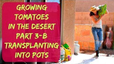 VIDEO: Planting Tomatoes in Pots & Bags in Arizona – Nobody Wants To Grow Food :(