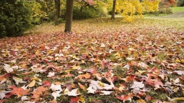 VIDEO: Mow, Don’t Rake, Those Leaves! | Southern Living