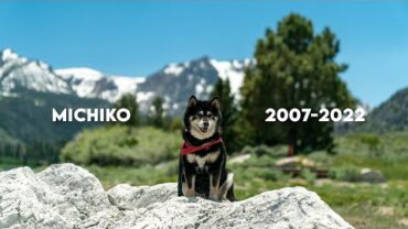 VIDEO: Remembering A Dog’s Love | Michiko Shiba