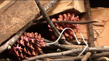 VIDEO: DIY Pinecone Fire Starters | Southern Living