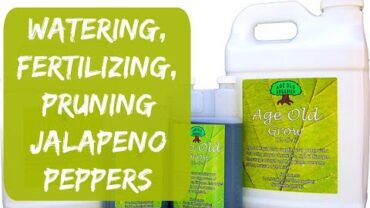 VIDEO: Watering, Fertilizing, Pruning – Container Jalapeno Peppers Update – Organic Gardening in Arizona