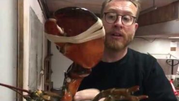 VIDEO: 50 Yr Old LOBSTER The BIGGEST LOBSTER YOU’VE EVER SEEN | Nova Scotia Canada | John Quilter
