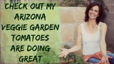 VIDEO: How To Grow Tomato & Pepper Plants Outdoors in Arizona – Organic Raised Bed Vegetable Garden