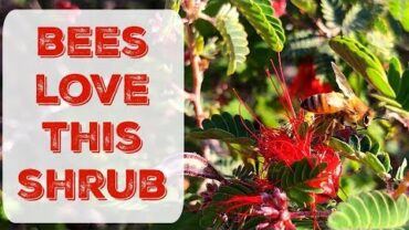 VIDEO: How To Attract Honey Bees To Your Garden – Gardening in Arizona, California, New Mexico, & Nevada