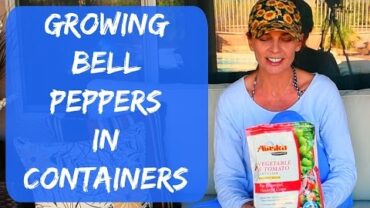 VIDEO: Growing Bell Peppers in Containers Outdoors – Arizona Organic Vegetable Garden