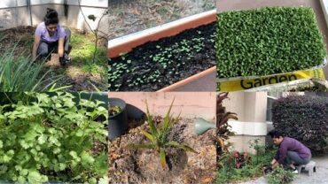 VIDEO: #StayAtHome Garden Cleaning Planting Vegetable Herbs Video Vlog | Bhavna’s Kitchen