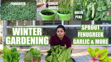 VIDEO: How to Winter Gardening Grow Green Peas Sprout Garlic Onion Fenugreek Cilantro Bhavna’s Kitchen