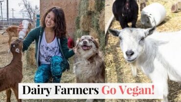VIDEO: Goat Dairy Farmers Go Vegan! Sanctuary at Soledad 🐑🐷🐮❤️