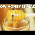 VIDEO: How Honey Is Made • Tasty