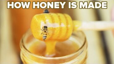 VIDEO: How Honey Is Made • Tasty