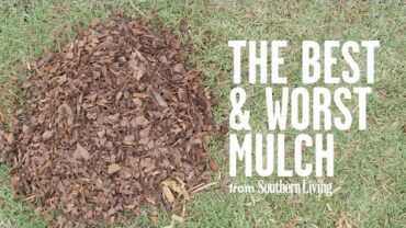 VIDEO: The Best and Worst Mulch for Your Garden | Southern Living