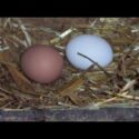 VIDEO: Raising Chicks from Eggs (Incubator)