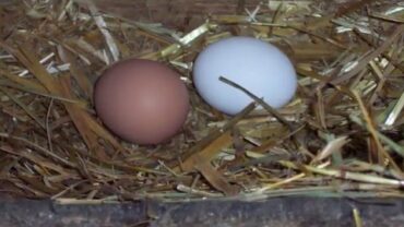 VIDEO: Raising Chicks from Eggs (Incubator)