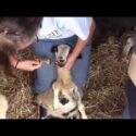 VIDEO: Caring for Sheep (Worming, Hoof Trimming and More)
