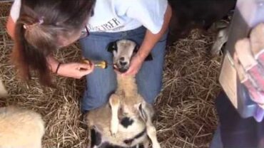 VIDEO: Caring for Sheep (Worming, Hoof Trimming and More)